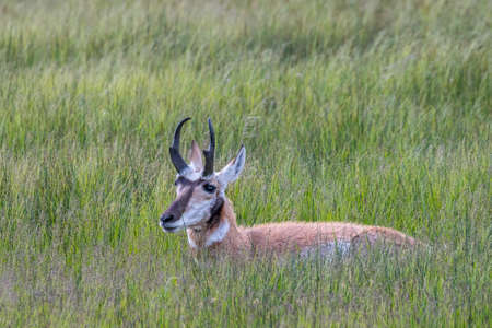 Pronghorn in the field of Yellowstone National Park, Wyomingの写真素材