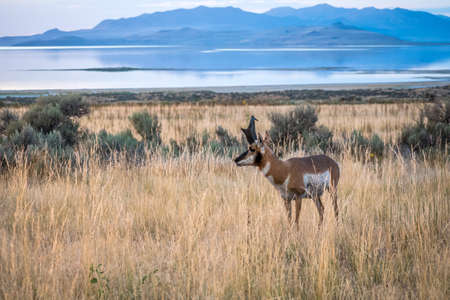 Artiodactyl mammal chilling in green pasture of the preserve parkの写真素材