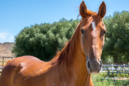 A portrait shot of a stallion in the green pasture of the preserved parkの写真素材