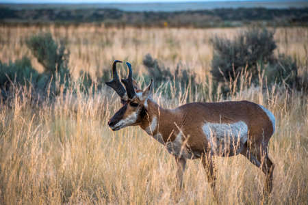 Artiodactyl mammal chilling in green pasture of the preserve park