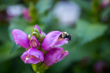 A portrait shot of a flowering plant in the field of Crow Wing Countyの写真素材