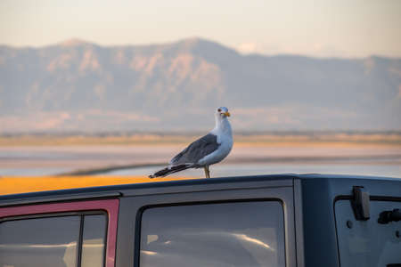 A Great Black-backed Gull in Antelope Island State Park, Utahの写真素材