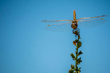 A Meadowhawk Dragonfly in Antelope Island State Park, Utah