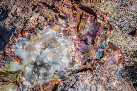 Petrified log in Petrified Forest National Park, Arizonaの写真素材