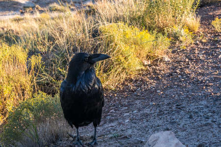 Common Raven in Petrified Forest National Park, Arizonaの写真素材