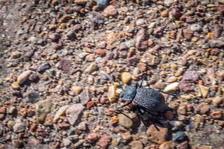 A small black beetle in Petrified Forest National Park, Arizonaの写真素材