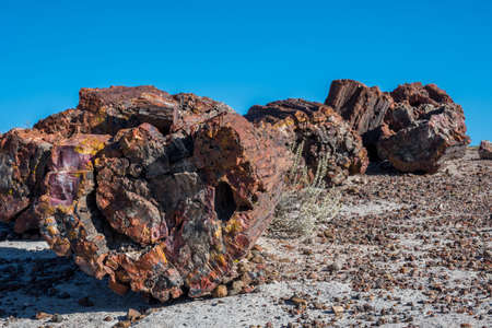 Petrified log in Petrified Forest National Park, Arizonaの写真素材