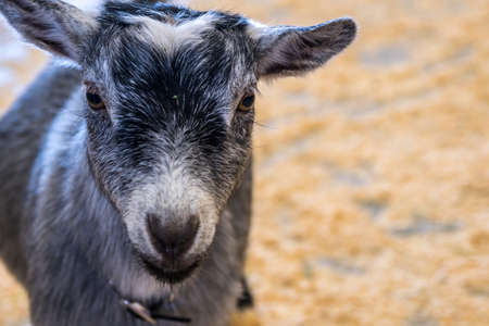 A white and black billy in Phoenix, Arizona
