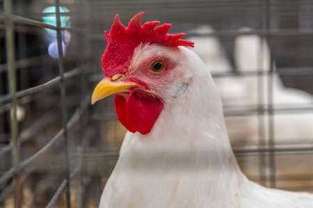 A hen inside a cage in Phoenix, Arizonaの写真素材