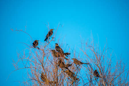 Great tailed Grackles in Lake Havasu, Arizona
