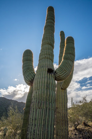An arborescent cactus species in the walking trail of the preserve park