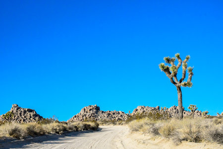 Road trip to the Mojave Desert of the preserved parkの写真素材