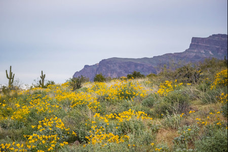 An overlooking view of nature in Apache Junction, Arizonaの写真素材