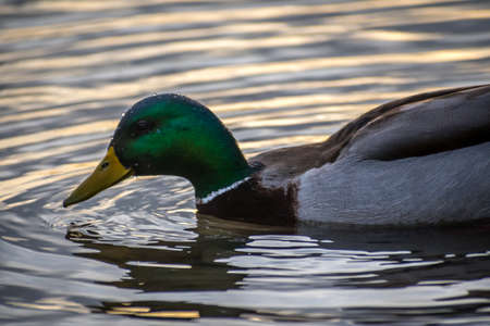 A dubling duck swimming along the lake of the preserve park