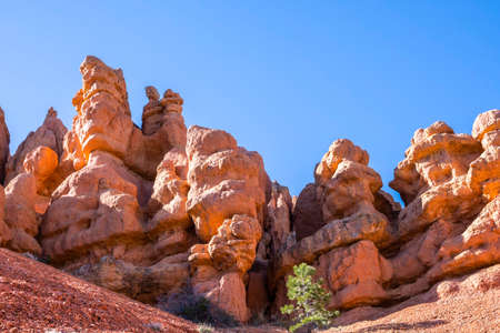 Epic forest landscape scenery from the walking trail of Red Canyonの写真素材