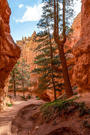Red Rocks Hoodoos in Bryce Point at Bryce Canyon National Park, Utahの写真素材