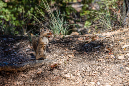 Golden mantled Ground Squirrel in Bryce Canyon National Park, Utahの写真素材