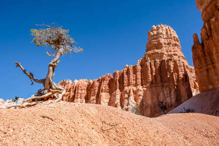 A natural rock formation of Red Rocks Hoodoos in Bryce Canyon National Park, Utah