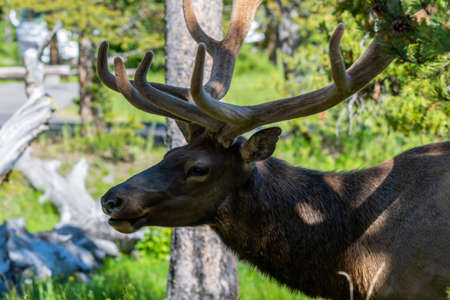 Artiodactyl mammal chilling in green pasture of the preserve parkの写真素材