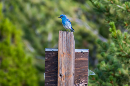 A Mountain Bluebird in Lewis and Clark Cavern SP, Montanaの写真素材