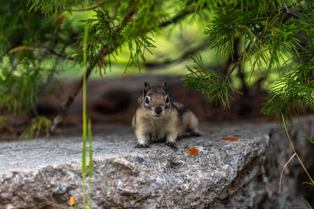 A Yellow Pine Chipmunk at Lewis and Clark Cavern SP, Montana
