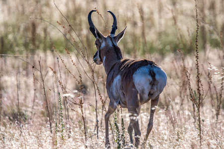 Pronghorn in the field of Antelope Island SP, Utahの写真素材
