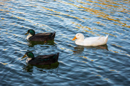 Different breed of ducks in Yuma, Arizona