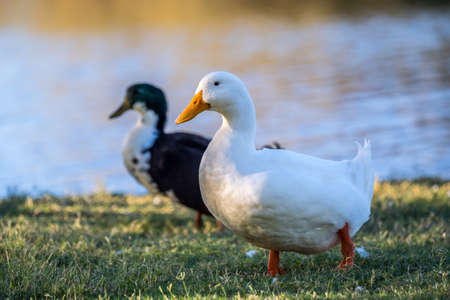 Different breed of ducks in Yuma, Arizonaの写真素材