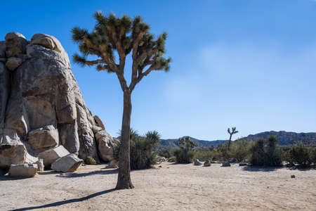 Joshua Trees in Joshua Tree National Park, Californiaの写真素材