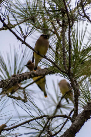 Cedar Waxwings in Hilton Head Island, South Carolinaの写真素材