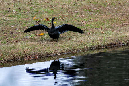 A Male Anhinga in Hilton Head Island, South Carolina