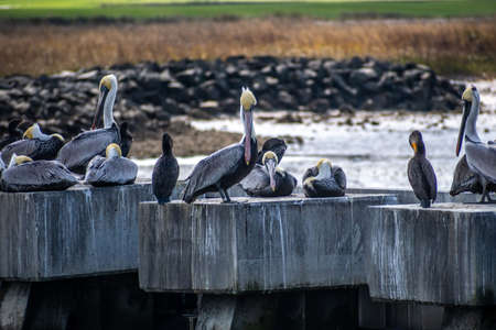 A Group of Pelicans in Hilton Head Island, South Carolina