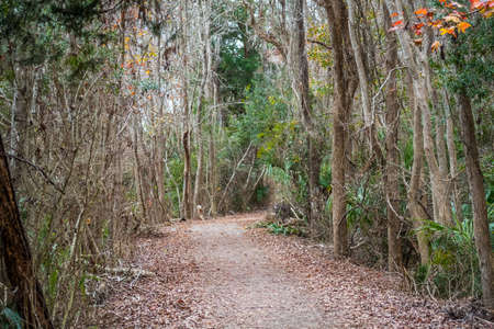 Sea Pine Forest in Hilton Head Island, South Carolinaの写真素材