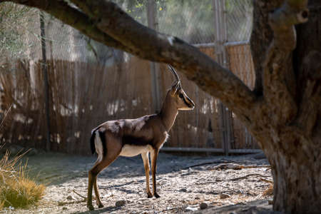 A Cuvier Gazelle in Palm Springs, Californiaの写真素材