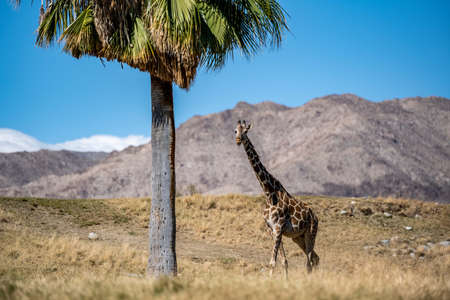 A long slender giraffe in Palm Springs, Californiaの写真素材