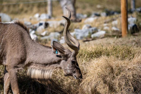 A Greater Kudu in Palm Springs, Californiaの写真素材