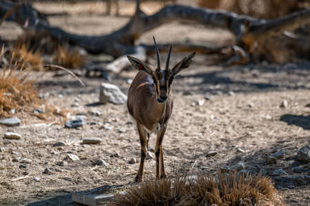 A Peninsular Pronghorn in Palm Springs, Californiaの写真素材