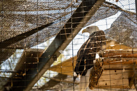 An American Bald Eagle in Palm Springs, Californiaの写真素材