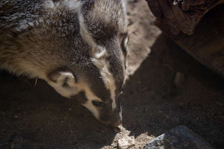 An American Badger in Palm Springs, Californiaの写真素材