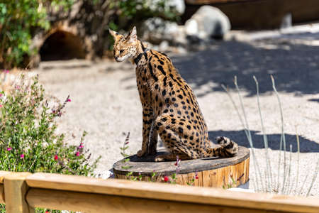 A yellow and black spotted Bobcat in Palm Springs, Californiaの写真素材