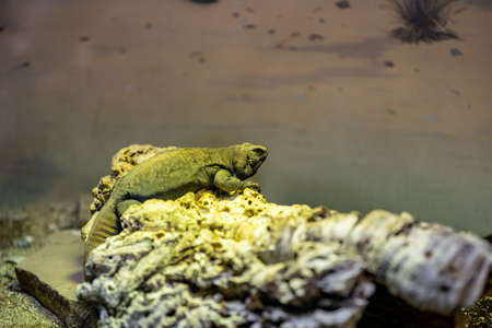 A Chuckwallain Palm Springs, Californiaの写真素材