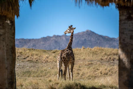 A long slender giraffe in Palm Springs, Californiaの写真素材