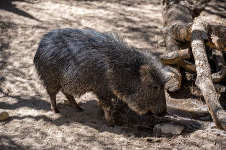 A Chacoan Peccary in Palm Springs, Californiaの写真素材