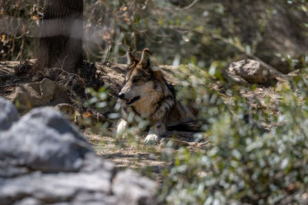 Lobo, a subspecies of gray wolf relaxing in Living Desert Zoo