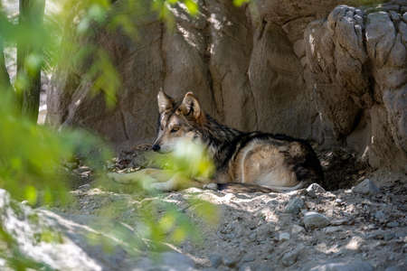 Lobo, a subspecies of gray wolf relaxing in Living Desert Zoo