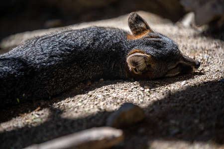 A Swift Fox in Palm Springs, Californiaの写真素材