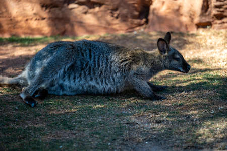 A Bennett Wallaby in Palm Springs, Californiaの写真素材