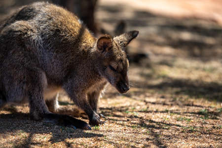A Bennett Wallaby in Palm Springs, Californiaの写真素材