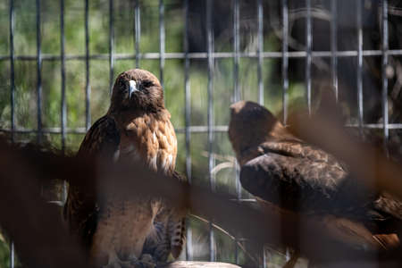 A Golden Eagle in Palm Springs, Californiaの写真素材