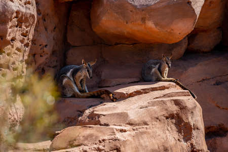 A Yellow Footed Wallaby in Palm Springs, Californiaの写真素材